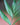 Neanthe Bella Palm