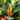 Nematanthus gregarius 1