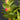 Nematanthus gregarius 2