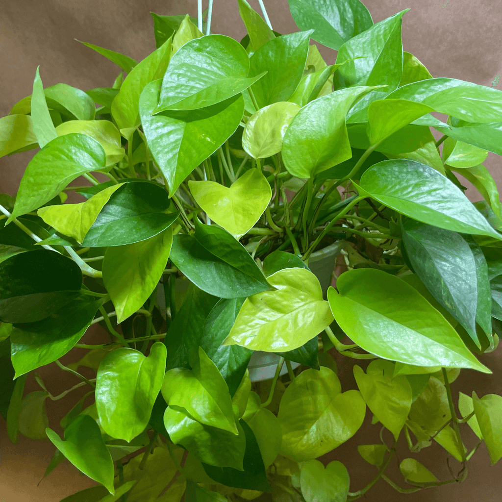 Pothos Neon Hanging Basket