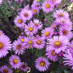 New England Aster