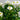 Nipponanthemum nipponicum (Montauk Daisy)