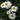 Nipponanthemum nipponicum (Montauk Daisy)
