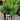Nipponanthemum nipponicum (Montauk Daisy)