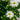 Nipponanthemum nipponicum (Montauk Daisy)