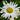 Nipponanthemum nipponicum (Montauk Daisy)