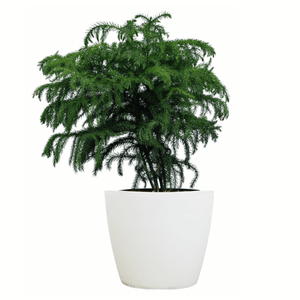 Norfolk Island Pine