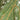 Picea abies (Norway Spruce)