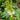 hydrangea oakleaf jetstream