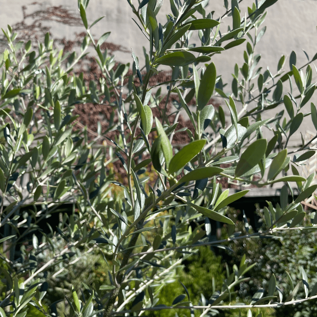 'Arbequina' Olive Tree Large