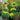 Buxus 'Green Mountain' (3-Ball Poodle Tier Topiary Boxwood)