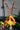 Orchid Psychopsis