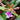 Orchid Zygopetalim