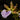 Orchid Zygopetalim 1