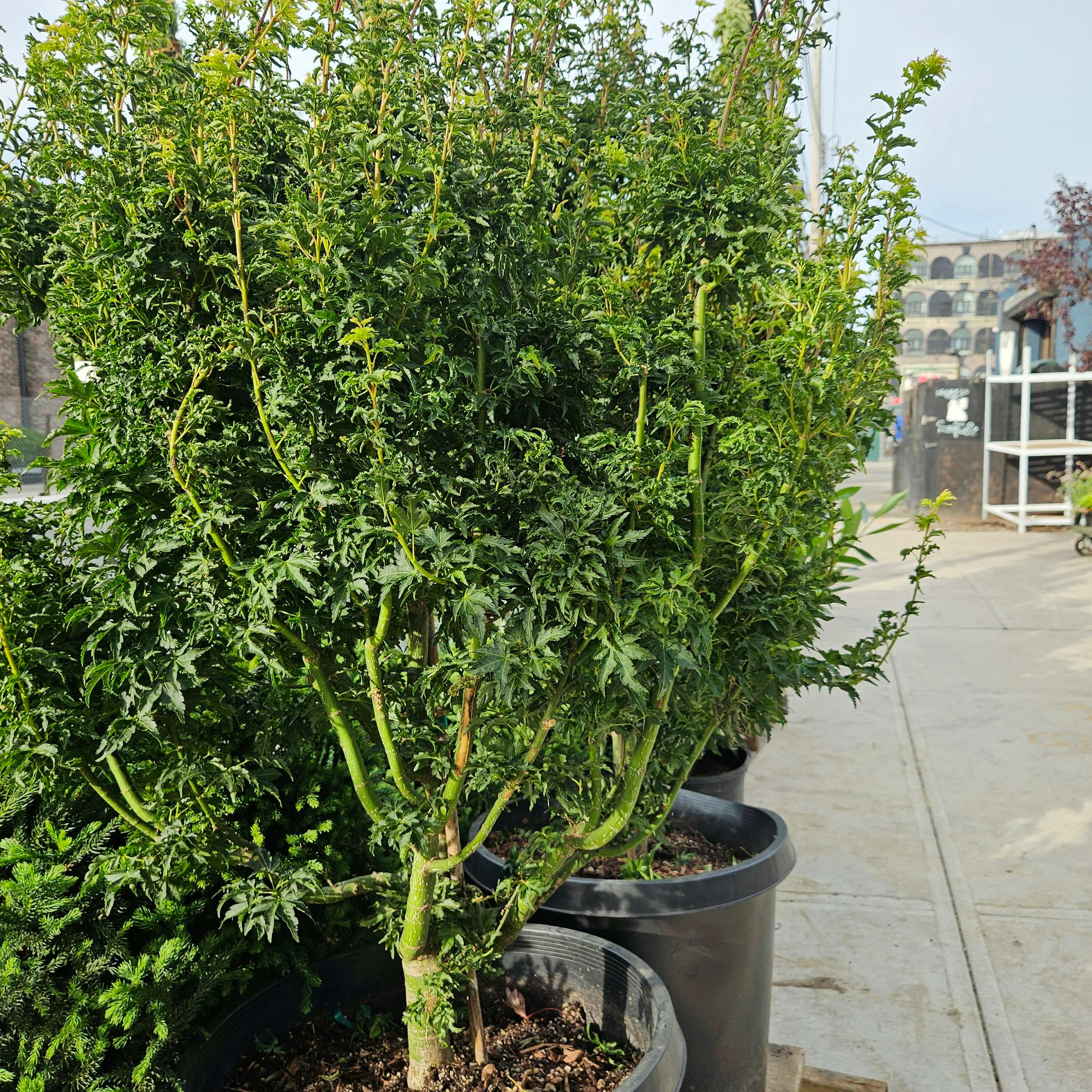 Acer palmatum 'Shishigashira' (Lion's Head Japanese Maple