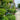 Buxus 'Green Mountain' (3-Ball Poodle Tier Topiary Boxwood)