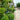 Buxus 'Green Mountain' (3-Ball Poodle Tier Topiary Boxwood)