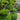 Buxus 'Green Mountain' (3-Ball Poodle Tier Topiary Boxwood)