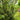 Pinus nigra (Austrian Pine)