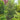 Pinus nigra (Austrian Pine)