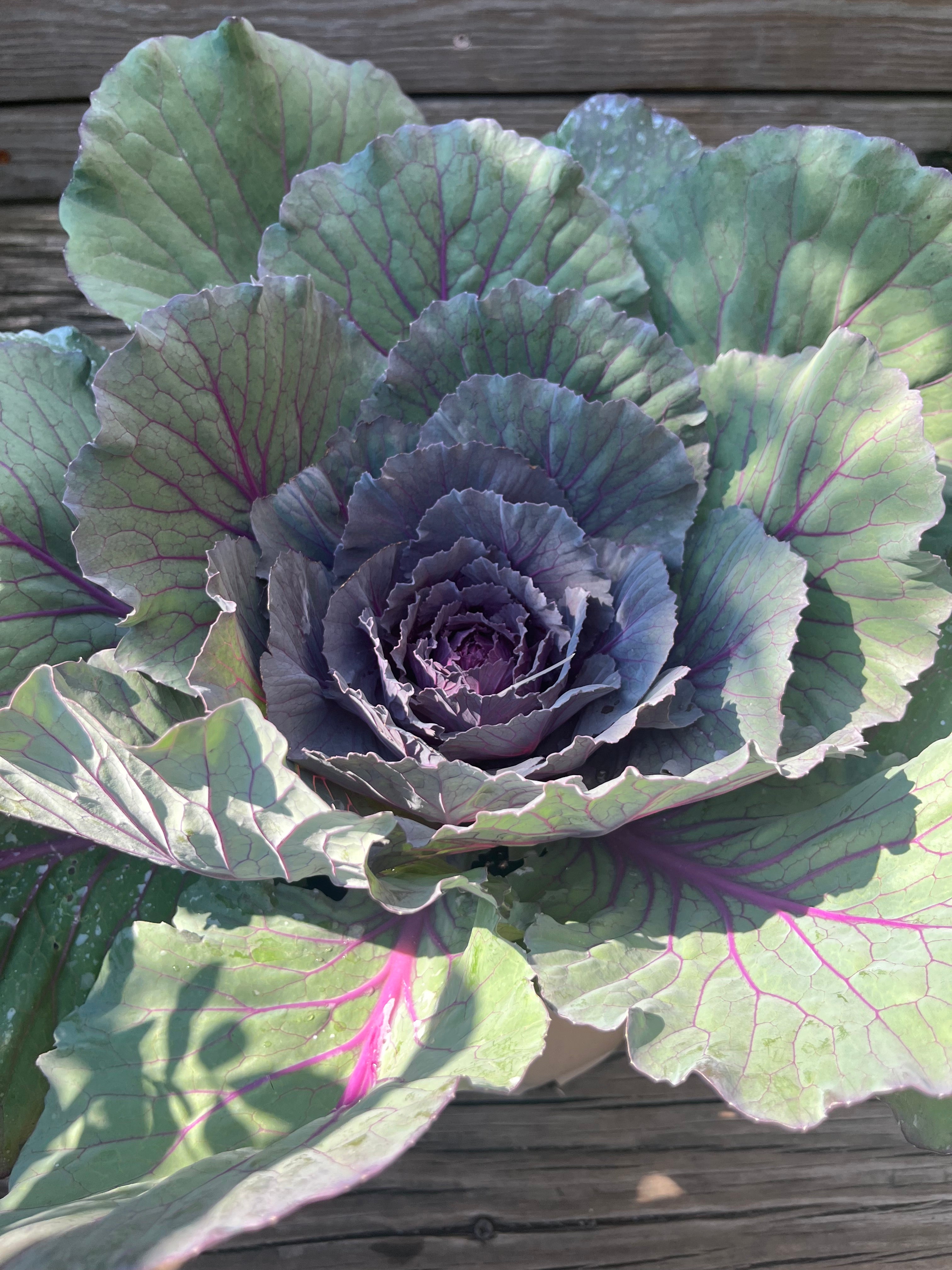 Ornamental Cabbage Color Up Purple