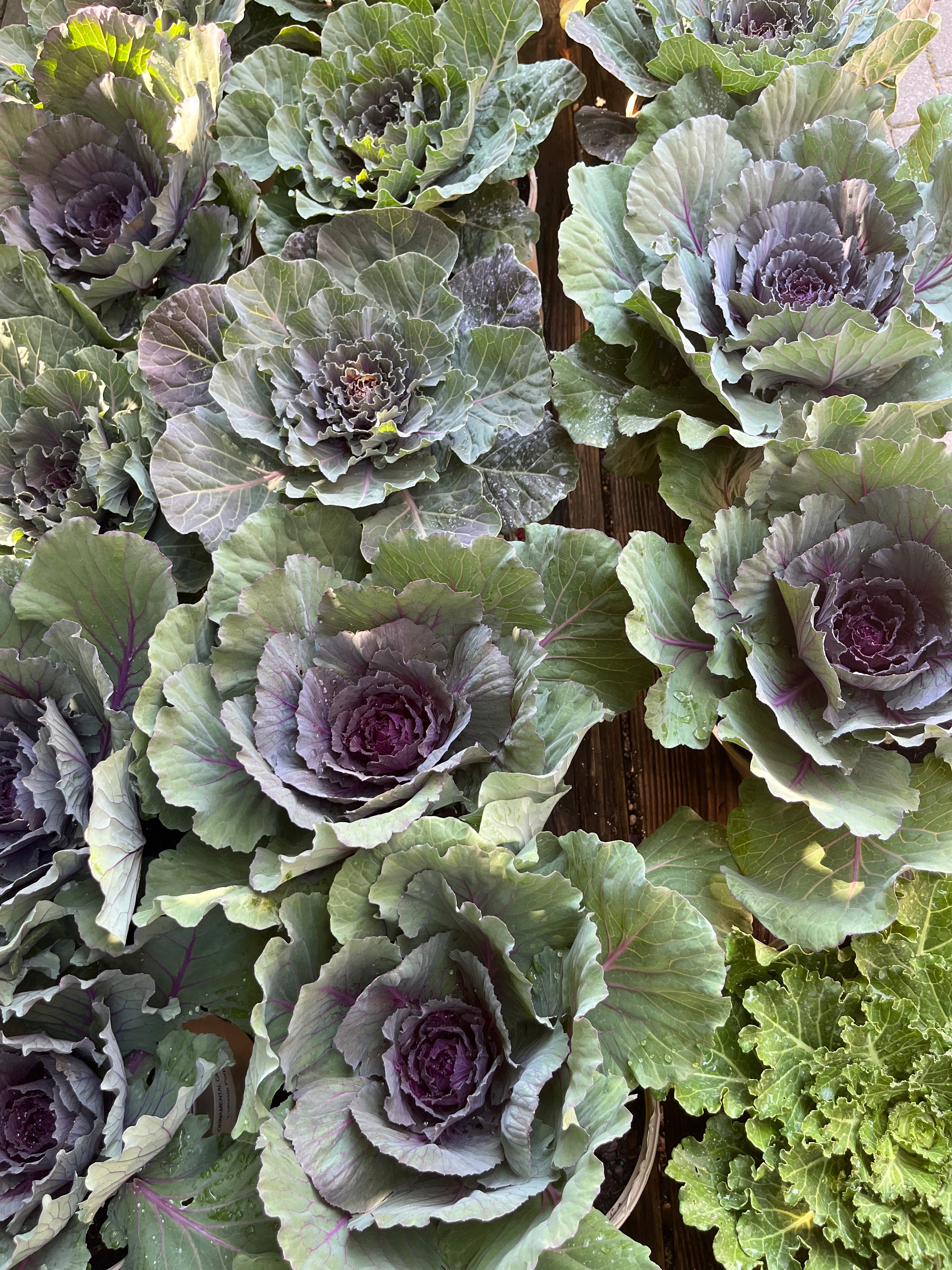 ornamental purple cabbage plant