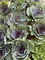 Ornamental Cabbage Color Up Purple