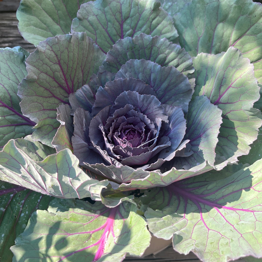 Ornamental Cabbage Color Up Purple