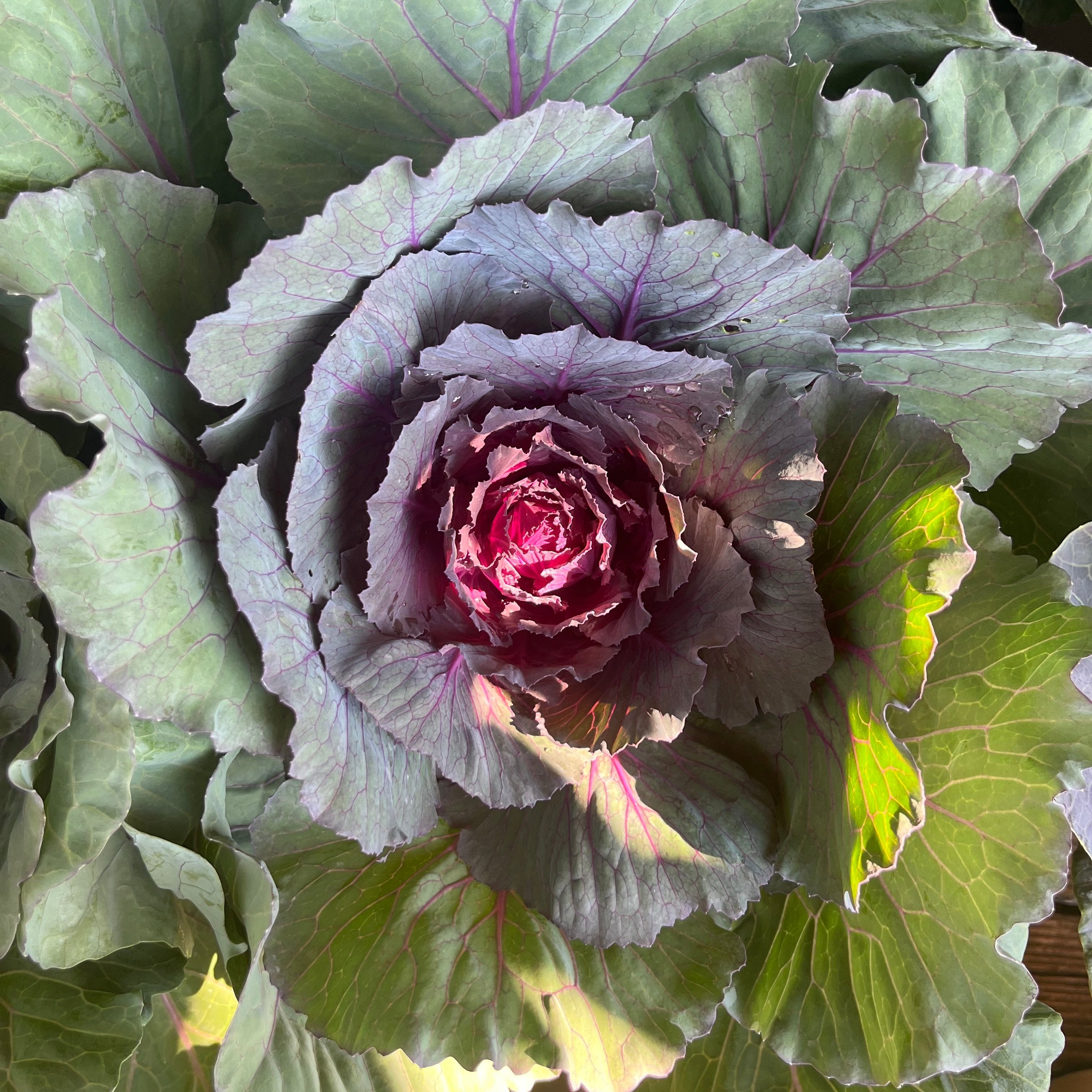 Ornamental Cabbage Color Up Red