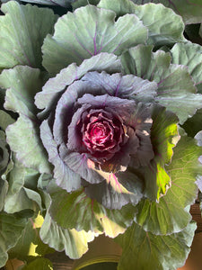 Ornamental Cabbage Color Up Red
