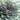Ornamental Cabbage 'Pigeon' Purple