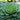 Ornamental Cabbage 'Pigeon' White