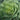 Ornamental Cabbage 'Pigeon' White