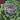 Ornamental Kale 'Glamour' Purple