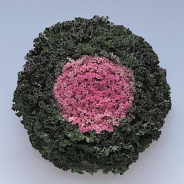 Ornamental Kale 'Kamome Pink'