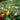Ornamental Pepper Acapulco Multicolor Red LCS