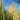 Ornamental Grass: Jet Streams™ (Dwarf Pampas Grass)