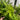 Matteuccia struthiopteris (Ostrich fern)