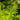 Matteuccia struthiopteris (Ostrich fern)