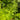 Matteuccia struthiopteris (Ostrich fern)