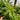 Matteuccia struthiopteris (Ostrich fern)