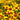 Coreopsis Designer Threads™ 'Golden Needles' (Threadleaf Coreopsis)