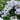 Phlox Fashionably Early 'Crystal'