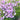 Phlox Fashionably Early 'Princess'