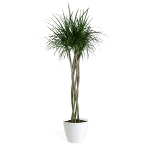 Dracaena Marginata Braid Medium