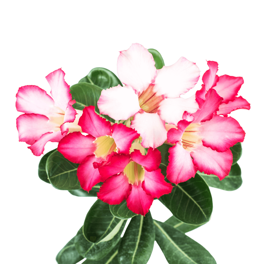 Adenium - Desert Rose