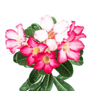 Adenium - Desert Rose