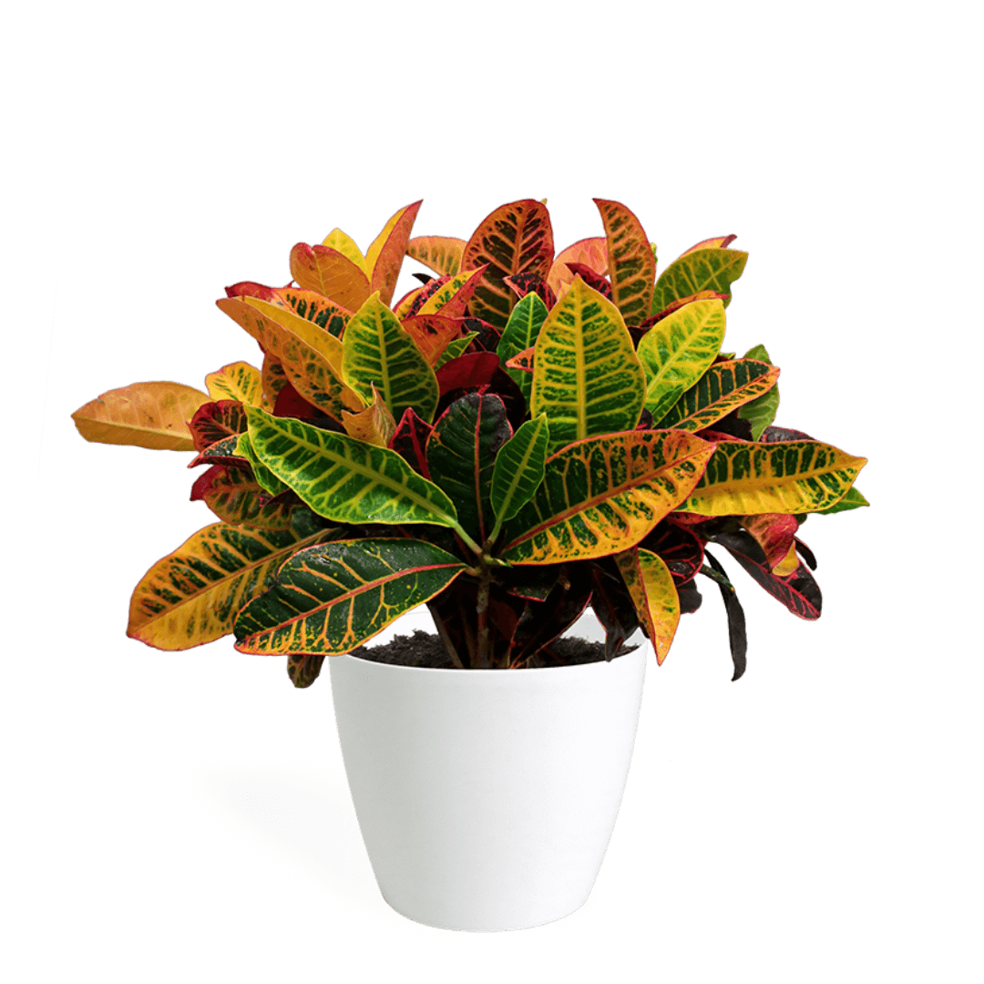 Croton Petra Medium