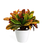 Croton Petra Medium