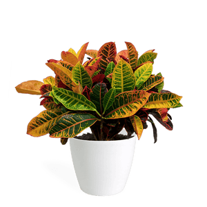 Croton Petra Medium